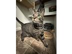Adopt Miles a Brown Tabby Domestic Shorthair / Mixed (short coat) cat in New