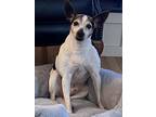 Adopt BLAZE a Tricolor (Tan/Brown & Black & White) Rat Terrier / Mixed dog in