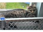 Adopt Sissy a Brown Tabby Domestic Shorthair (short coat) cat in Phila