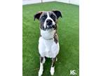 Adopt Tito a Brindle - with White Mountain Cur / Boxer / Mixed dog in Ponte
