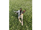 Adopt Dewey a White Australian Cattle Dog / Mixed dog in Baton Rouge