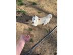 Adopt Ghost a White Shiba Inu / Mixed dog in Jonesburg, MO (41398716)