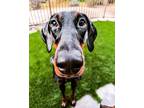 Adopt Luna a Black Doberman Pinscher / Mixed dog in Indio, CA (41398709)