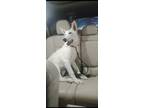 Adopt Nugget a White German Shepherd Dog / Mixed dog in Topeka, KS (41398711)