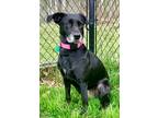 Adopt Gracie a Labrador Retriever / Mixed Breed (Medium) / Mixed dog in Decatur