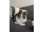 Adopt Bubba a Gray or Blue Domestic Shorthair / Mixed (short coat) cat in