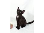 Adopt Mars a Black & White or Tuxedo Domestic Shorthair (short coat) cat in