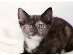 Adopt Neptune a Tortoiseshell Domestic Shorthair (short coat) cat in Waxhaw