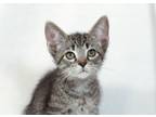 Adopt Mercury a Gray, Blue or Silver Tabby Domestic Shorthair (short coat) cat