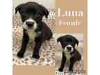 Adopt Luna meet 5/17 a Black - with White Labrador Retriever / Mixed Breed