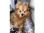 Adopt Ellie a Tan/Yellow/Fawn Pomeranian / Mixed dog in South Bend