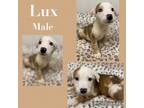 Adopt Lux in CT a White - with Red, Golden, Orange or Chestnut Labrador