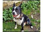 Adopt Boomer a Black - with White American Pit Bull Terrier / Mixed dog in