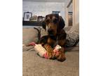 Adopt Sally Mae a Black - with Tan, Yellow or Fawn Bluetick Coonhound / Mixed