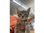 Adopt Penelope a Domestic Shorthair / Mixed (short coat) cat in Arkadelphia