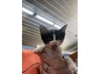 Adopt Piper a Domestic Shorthair / Mixed (short coat) cat in Arkadelphia