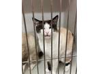 Adopt Leo a Siamese / Mixed (short coat) cat in Arkadelphia, AR (41398554)