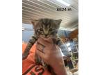 Adopt Nico a Domestic Shorthair / Mixed (short coat) cat in Arkadelphia