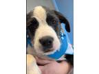 Adopt Tony a Mixed Breed (Medium) / Mixed dog in Morgantown, KY (41369201)