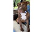 Adopt Gabe a Staffordshire Bull Terrier / Mixed Breed (Medium) / Mixed dog in