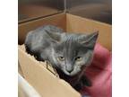 Adopt EVA a Domestic Shorthair / Mixed (short coat) cat in Sandusky