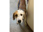 Adopt Zayn a Mixed Breed (Medium) / Mixed dog in Ocala, FL (41398528)