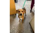 Adopt Zara a Mixed Breed (Medium) / Mixed dog in Ocala, FL (41398527)