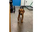 Adopt Zack a Mixed Breed (Medium) / Mixed dog in Ocala, FL (41398526)