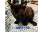 Adopt Sundance (Petsmart) a Domestic Shorthair / Mixed (short coat) cat in