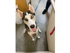 Adopt Mochi a Mixed Breed (Medium) / Mixed dog in Ocala, FL (41398518)