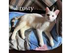 Adopt Frosty a White (Mostly) Domestic Shorthair (short coat) cat in Brick