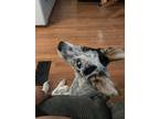 Adopt Oliver a Black - with Tan, Yellow or Fawn Australian Cattle Dog / Mixed