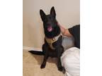 Adopt Ryder a Black German Shepherd Dog / Mixed dog in San Antonio
