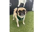 Adopt Paco a Pug / Mixed dog in Gardena, CA (40899620)