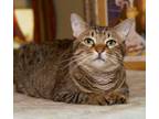 Adopt Winnie a Brown Tabby Domestic Shorthair (short coat) cat in Metairie