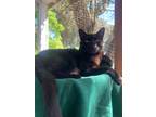 Adopt Chip a Hemingway/Polydactyl / Mixed (short coat) cat in Napa