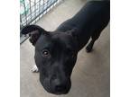 Adopt Anya a American Pit Bull Terrier / Mixed dog in Brownwood, TX (41398358)