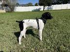 Adopt Cooper a Black - with White German Shorthaired Pointer / Mixed dog in