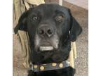 Adopt Rexie (CP) a Labrador Retriever / Mixed dog in Dallas, TX (40524972)