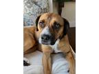 Adopt Axle a Mutt dog in New York, NY (41036121)