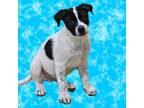 Adopt Griswald a Mixed Breed (Medium) / Border Collie / Mixed dog in Tucson