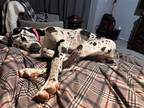Adopt Delta AKA Luna a White Great Dane / Mixed dog in Warrenton, MO (41237643)