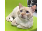 Adopt Hobo a Siamese / Mixed (short coat) cat in Greeneville, TN (41398328)