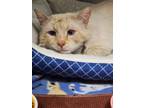 Adopt Hobo a Siamese / Mixed (short coat) cat in Greeneville, TN (41398328)