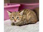 Adopt Emma a Domestic Shorthair / Mixed (short coat) cat in Greeneville