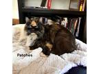 Adopt Patches a All Black Domestic Mediumhair / Domestic Shorthair / Mixed cat