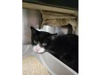 Adopt Levi a All Black Domestic Shorthair / Domestic Shorthair / Mixed cat in