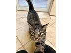 Adopt Sid a Domestic Shorthair / Mixed (short coat) cat in Corpus Christi