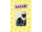 Adopt Marian a Domestic Shorthair / Mixed (short coat) cat in Crystal Lake
