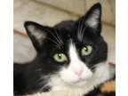 Adopt Addy a Domestic Shorthair / Mixed (short coat) cat in Crystal Lake